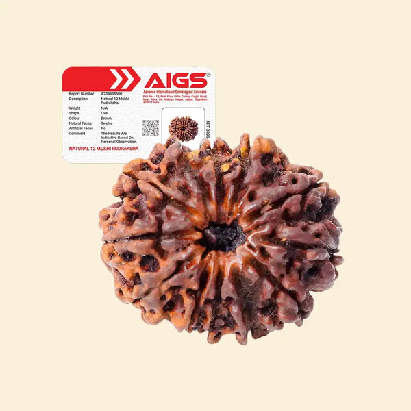 12 Mukhi Rudraksha with certificate