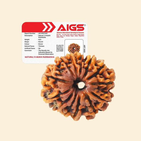 13 Mukhi Rudraksha-with certificate
