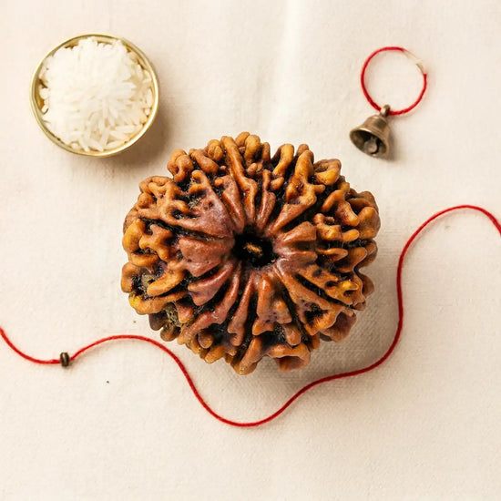 13 Mukhi Rudraksha (Kamadeva Rudraksha) for charisma by Acharya Lavbhushan
