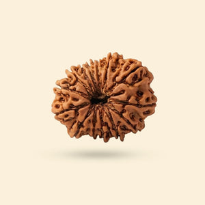 13 Mukhi Rudraksha (Nepali)