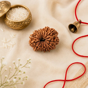 13 Mukhi Rudraksha (Nepali) – Natural Kamadeva Bead, Lab Certified Option