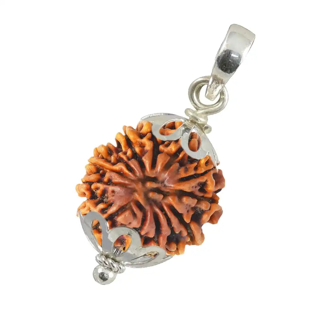 13 Mukhi Rudraksha with Pendent