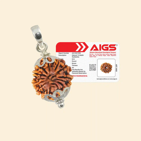 13 Mukhi Rudraksha (Kamadeva Rudraksha) with Pendant and Certificate for charisma by Acharya Lavbhushan

