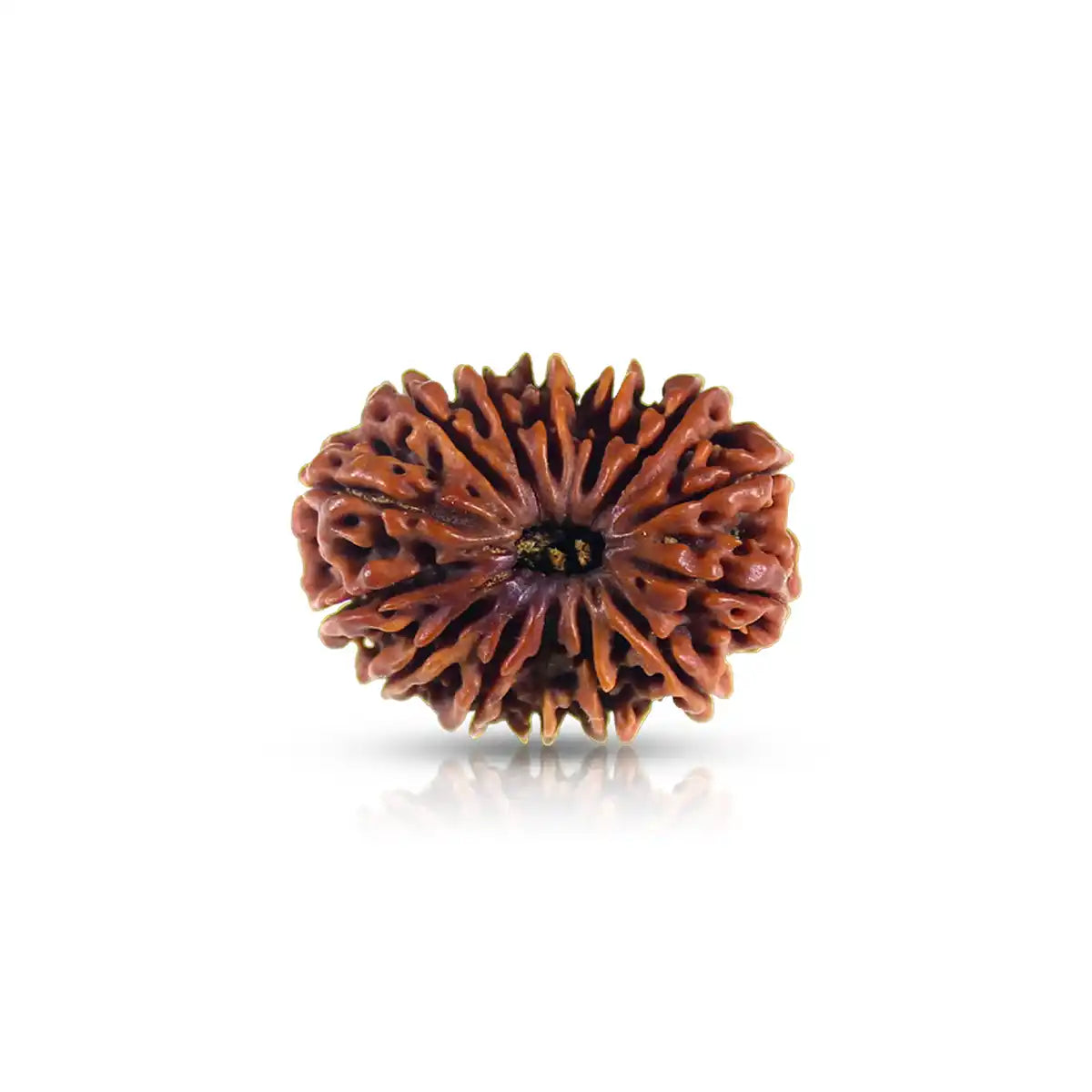 14 Mukhi Rudraksha – Divine Intelligence & Intuition Enhancer