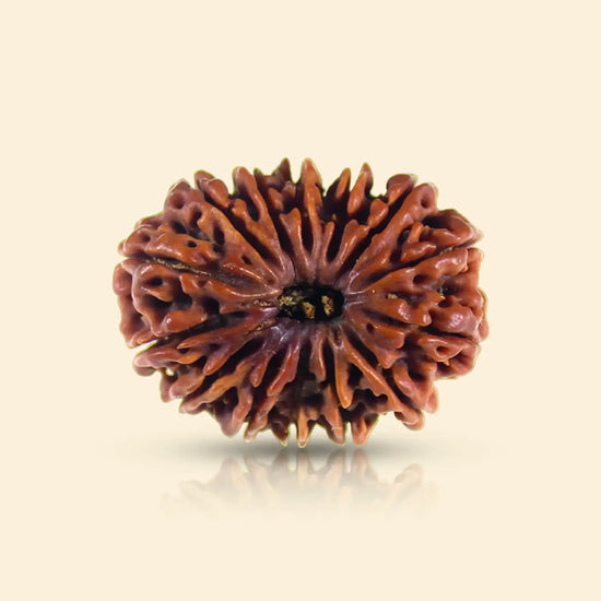 14 Mukhi Rudraksha (Dev Mani) rarest bead for intuition by Acharya Lavbhushan
