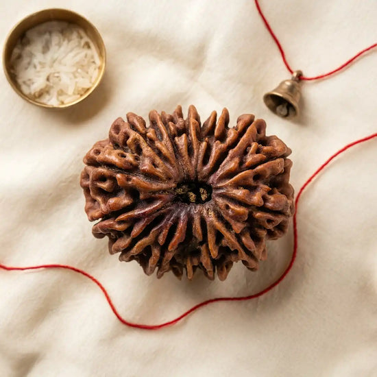14 Mukhi Rudraksha (Dev Mani) rarest bead for intuition by Acharya Lavbhushan
