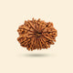 14 Mukhi Rudraksha (Nepali)
