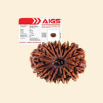 
                    
                      14 Mukhi Rudraksha (Dev Mani) with Certificate rarest bead for intuition by Acharya Lavbhushan

                    
                  