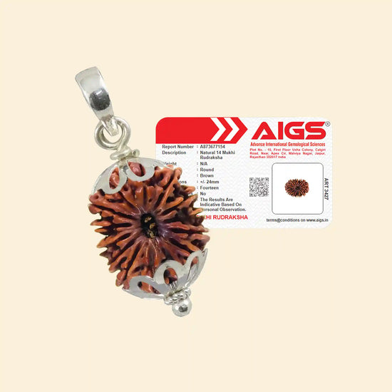 14 Mukhi Rudraksha (Dev Mani) with Pendant and Certificate rarest bead for intuition by Acharya Lavbhushan
