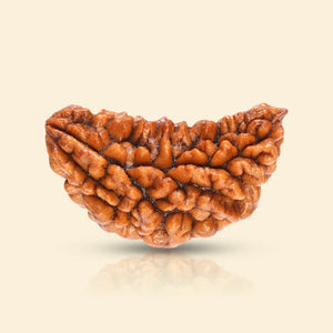 1 Mukhi Rudraksha