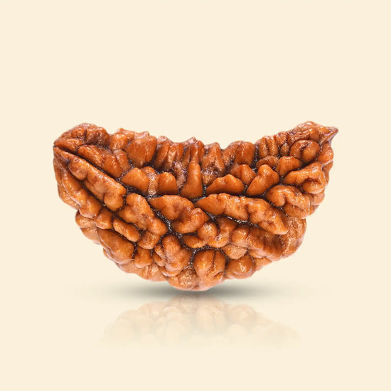 1 Mukhi Rudraksha (Ek Mukhi) with certificate by Acharya Lavbhushan

