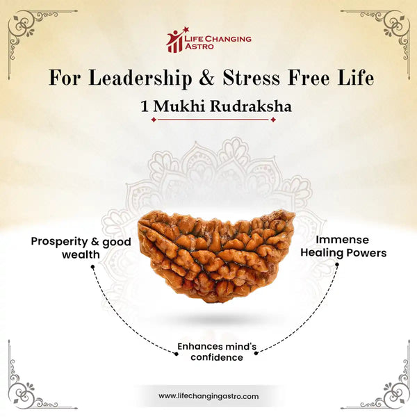1 Mukhi Rudraksha Benefits