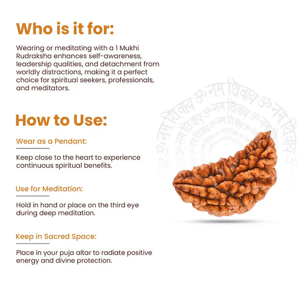 1 Mukhi Rudraksha-How to use