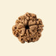 1 Mukhi Rudraksha (Nepali)