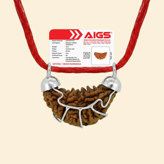 1 Mukhi Rudraksha (Ek Mukhi)  with pendant and certificate by Acharya Lavbhushan
