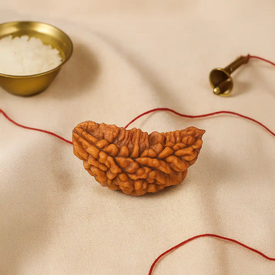 1 Mukhi Rudraksha (Ek Mukhi) with certificate by Acharya Lavbhushan
