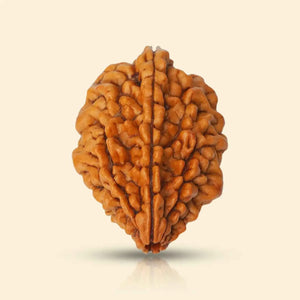 2 Mukhi Rudraksha (Indian)
