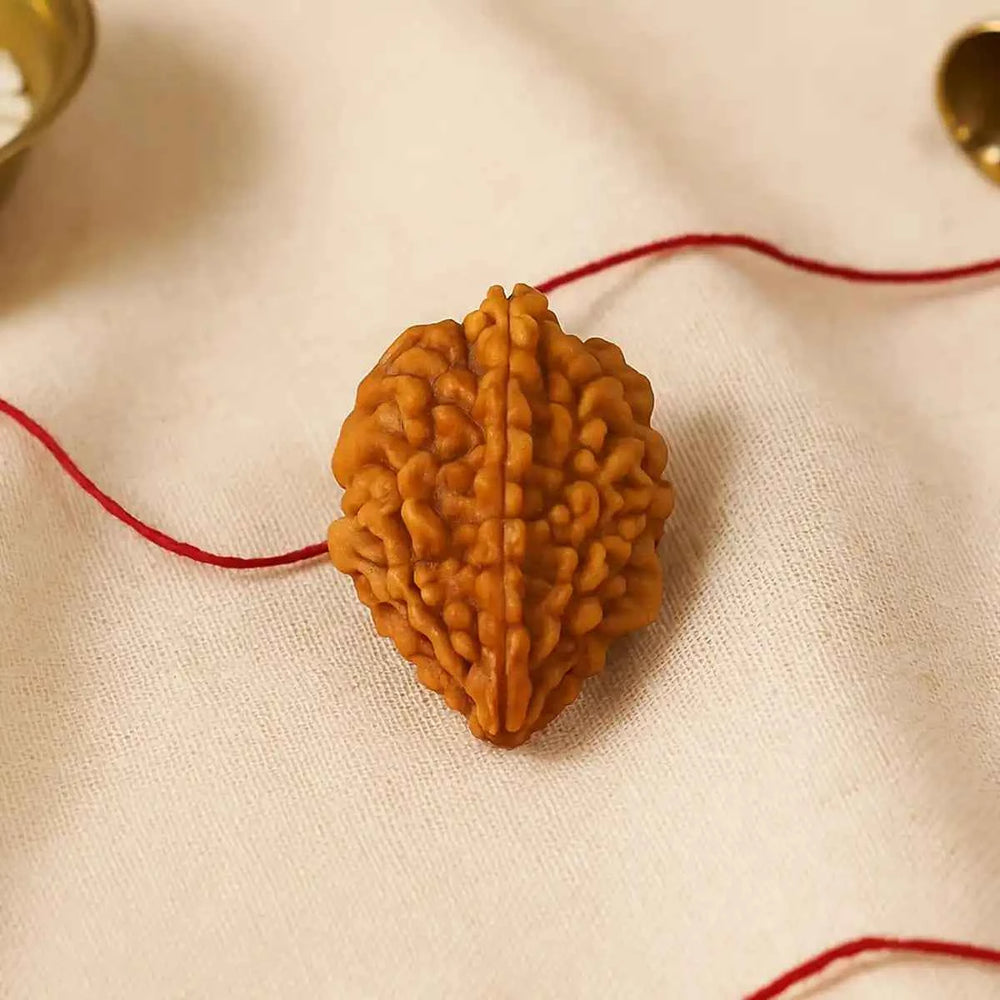 2 Mukhi Nepali Rudraksha for emotional harmony by Acharya Lavbhushan
