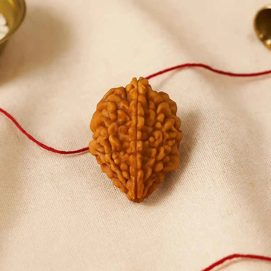 2 Mukhi Nepali Rudraksha for emotional harmony by Acharya Lavbhushan
