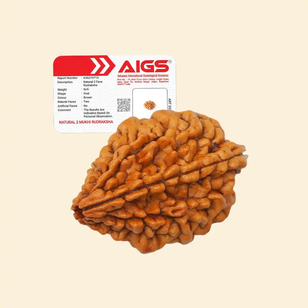 2 Mukhi Rudraksha with certifitcate
