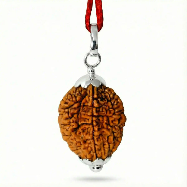2 Mukhi Rudraksha with pendent