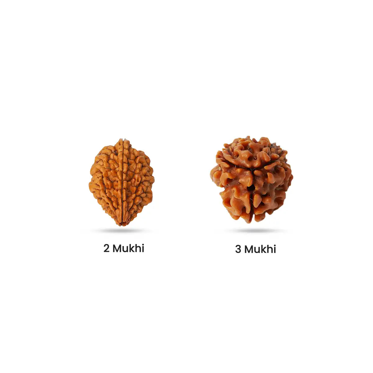 Rudraksha for Will Plane / Fighter Plane