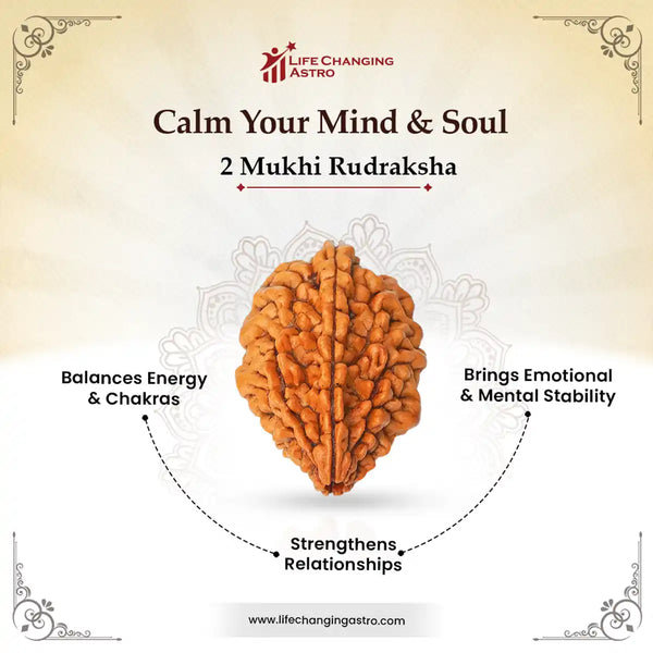 2 Mukhi Rudraksha-Benefits