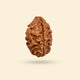 2 Mukhi Rudraksha (Nepali)