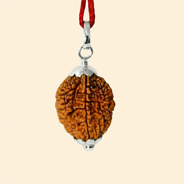 2 Mukhi Rudraksha (Indian)