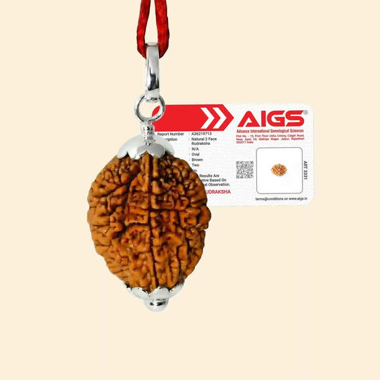 2 Mukhi Nepali Rudraksha for emotional harmony with Certificate by Acharya Lavbhushan