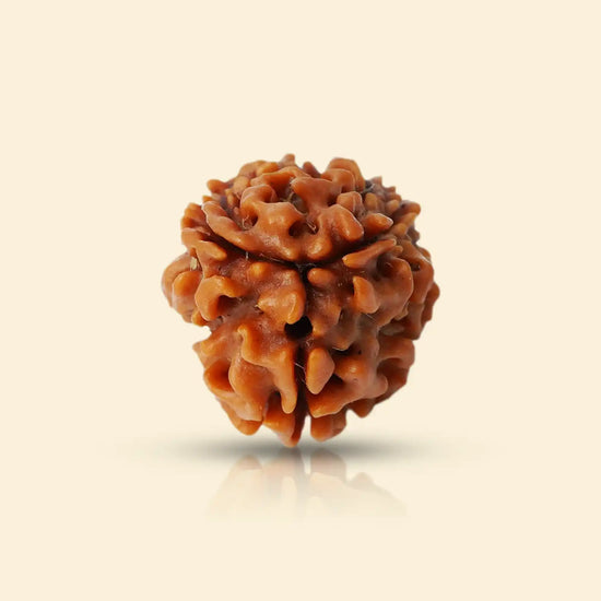 3 Mukhi Rudraksha (Agni Rudraksha) for confidence by Acharya Lavbhushan

