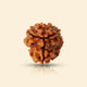 3 Mukhi Rudraksha