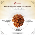 
                    
                      3 Mukhi Rudraksha (Agni Rudraksha) for confidence by Acharya Lavbhushan

                    
                  
