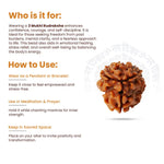 
                    
                      3 Mukhi Rudraksha (Agni Rudraksha) for confidence by Acharya Lavbhushan

                    
                  