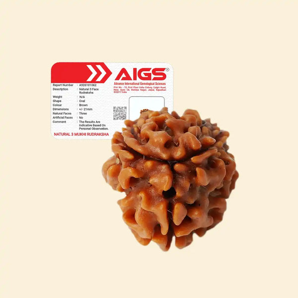3 Mukhi Rudraksha with Xray Certificate