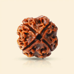 4 Mukhi Rudraksha (Nepali)