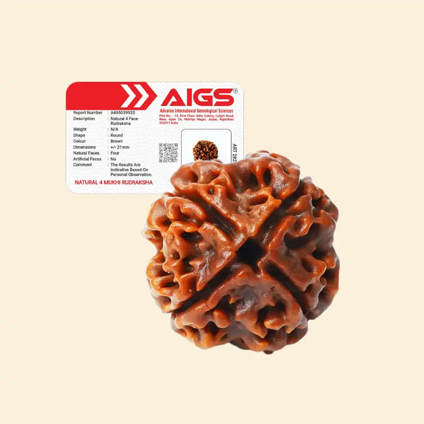 4 Mukhi Rudraksha With certificate
