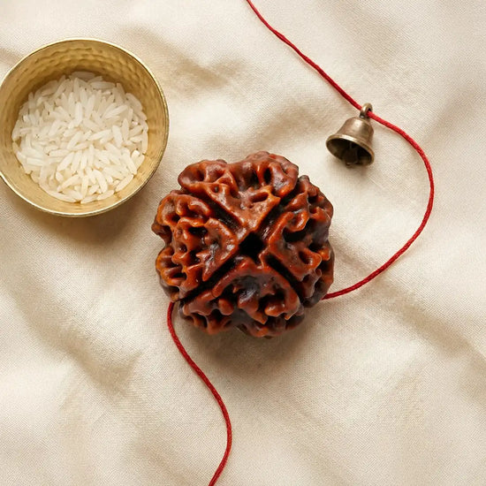 4 Mukhi Rudraksha (Brahma Rudraksha) for intellect by Acharya Lavbhushan
