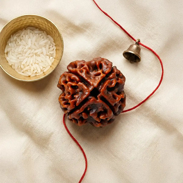 4 Mukhi Rudraksha Creative