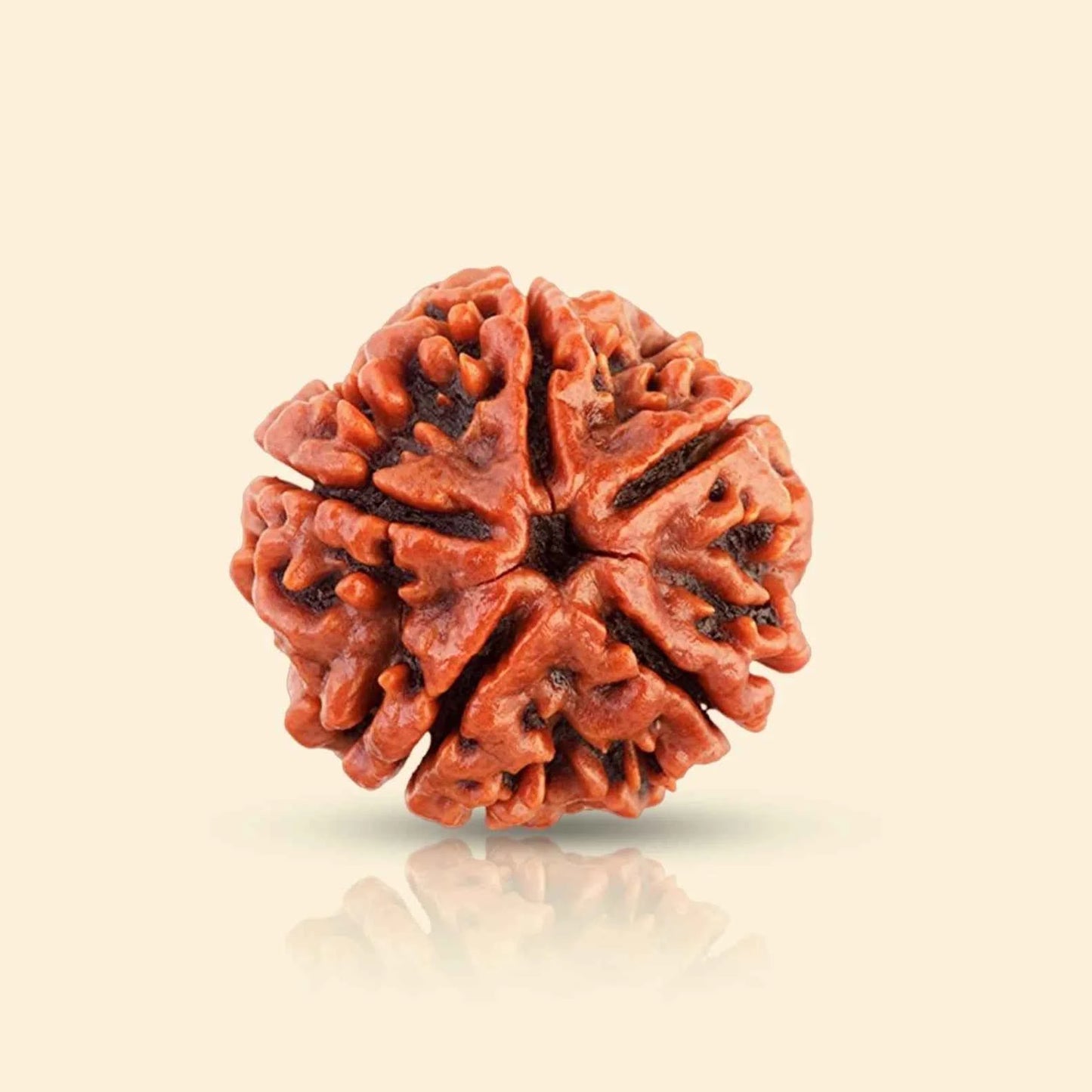 🎁 5 Mukhi Rudraksha (100% off)