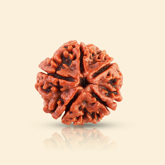 5 Mukhi Nepali Rudraksha for peace and balance by Acharya Lavbhushan
