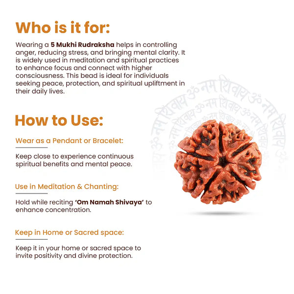 5 Mukhi Rudraksha how to use
