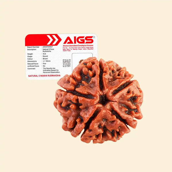 5 Mukhi Rudraksha with certificate