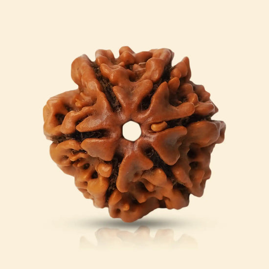 6 Mukhi Rudraksha (Kartikeya Rudraksha) for confidence by Acharya Lavbhushan
