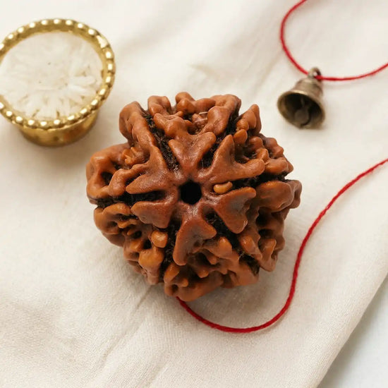 6 Mukhi Rudraksha (Kartikeya Rudraksha) for confidence by Acharya Lavbhushan
