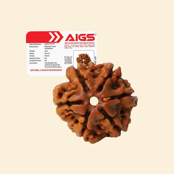 6 Mukhi rudraksha with certificate