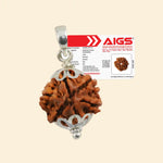 
                    
                      6 Mukhi Rudraksha (Kartikeya Rudraksha) with Pendant and Certificate for confidence by Acharya Lavbhushan

                    
                  