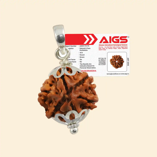 6 Mukhi Rudraksha (Kartikeya Rudraksha) with Pendant and Certificate for confidence by Acharya Lavbhushan
