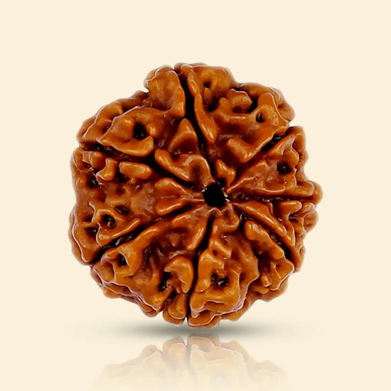 7 mukhi rudraksha acharya lavbhushan, lakshmi rudraksha, wealth stability symbol, growth prosperity bead, shiva rudraksha, spiritual balance bead, vedic rudraksha, conscious living support