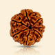 7 Mukhi Rudraksha